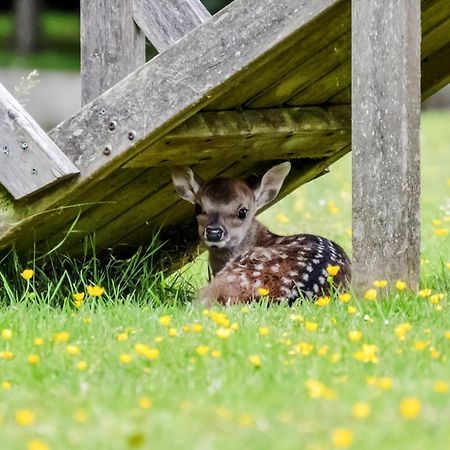 Deer Cottage 2 Uk39332 Biddenden ภายนอก รูปภาพ