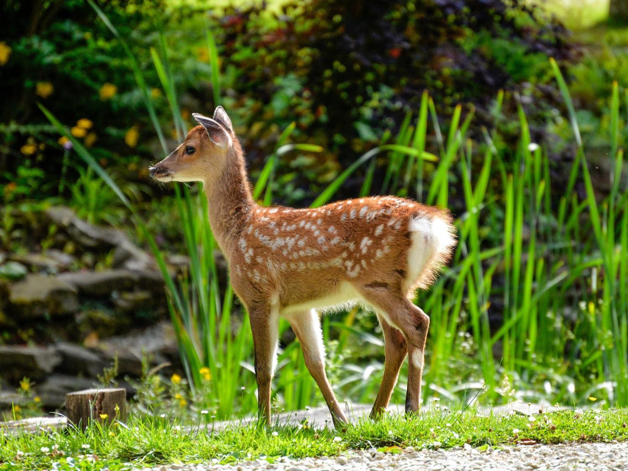 Deer Cottage 2 Uk39332 Biddenden ภายนอก รูปภาพ