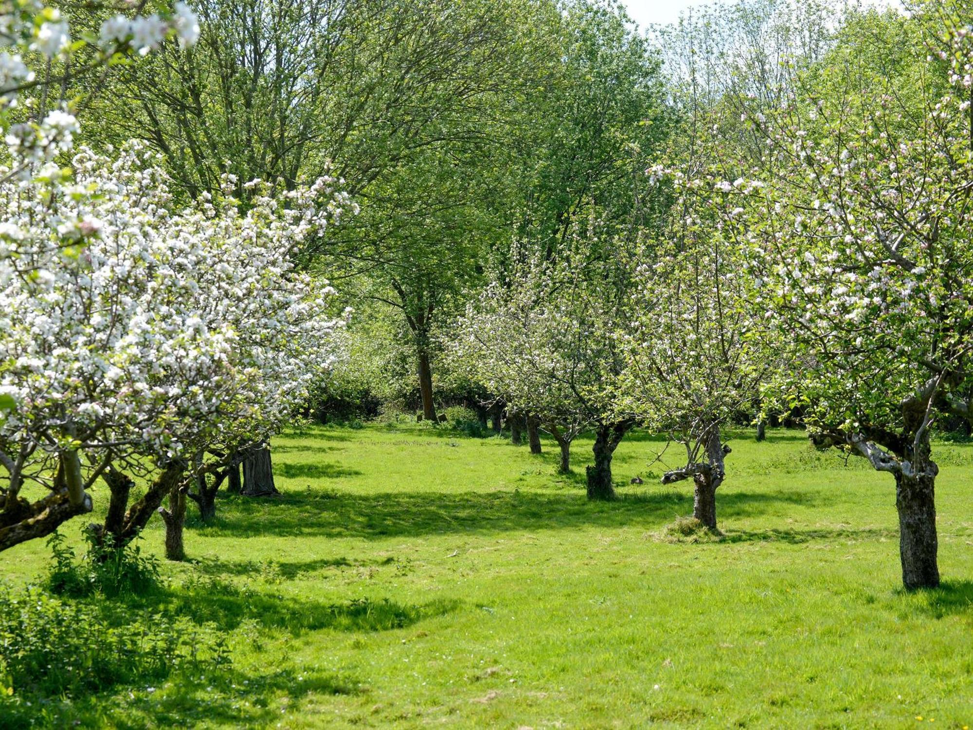 Deer Cottage 2 Uk39332 Biddenden ภายนอก รูปภาพ